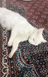 گربه رایگان
