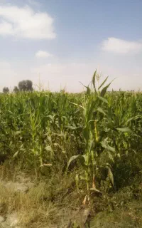 ذرت علوفه فروشی بدون چاپر