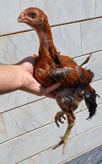 یک جفت جوجه لاری اصیل