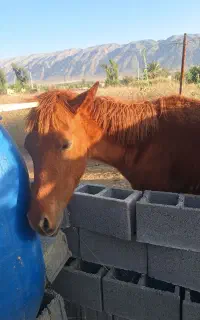 فروش کره اسب نر