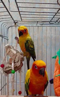 طوطی خورشیدی(سان کانور)کاملا سالم و پرانرژی
