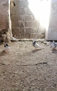 کبوتر