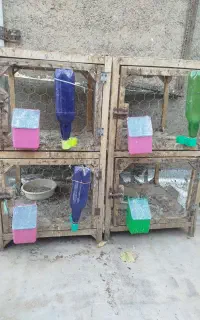 جفتگاع . تله کبوتر
