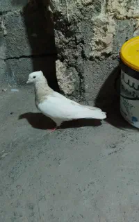 کفتر طوق ماده