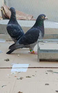 کبوتر نر مولد وانروی خالص مسافتی بلند