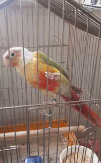 طوطی گرینچیک نر دستی ردساید
