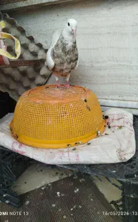 کبوتر طوقی