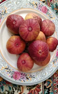 انجیر
