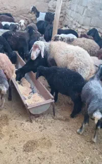 بره نره  قره قزل اصل