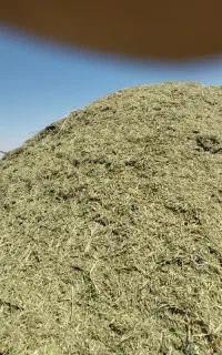 یونجه