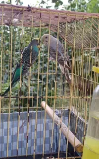 مرغ عشق  مولد باقفس
