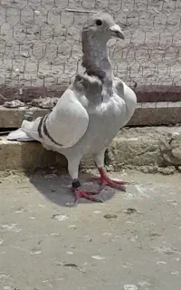 فیلی