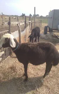 گوسفند شیشک