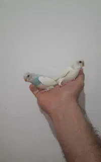 بگرد ببین هست..