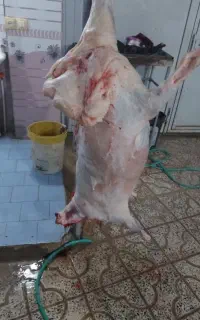 گوشت گوسفند بز برای تمام مراسمات