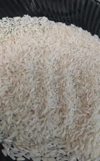 برنج هاشمی پرمحصول