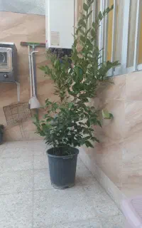 درختچه یاس هلندی و کاج