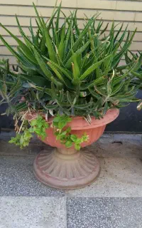 گل الوورا