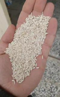 برنج عطری قلوه یا هاشمی اقتصادی