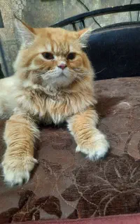 گربه میکس ۱ساله