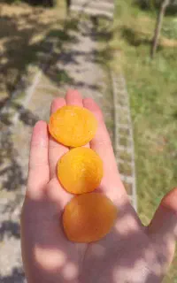 قیسی زردآلو سراب  آفتاب‌خشک و خوش‌رنگ