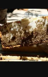 عسل طبیعی به شرط