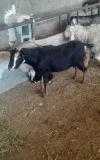 بزکهره دارجوان