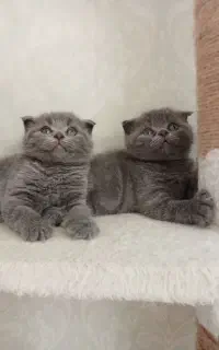 گربه بلو