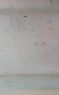 بچه گوپی و مولی یک ماهه