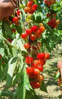 استخدام باغبان