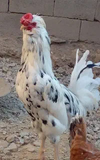 خروس گلین لوری پنگوئنی به فروش میرسد