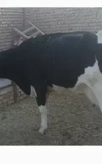 گاوماده