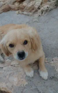 سگ پیدا شده