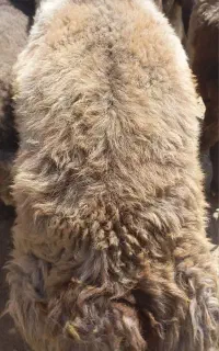 بره قوچ(گوسفند)