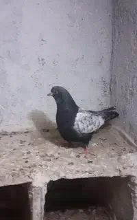 بالا صید شده