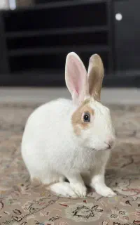 واگذاری رایگان خرگوش سفید چش طوسی