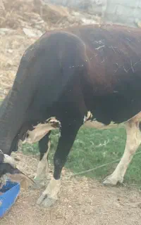 گاو