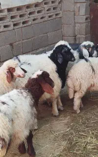 6عدد بره بزرگ