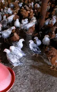 جوجه محلی