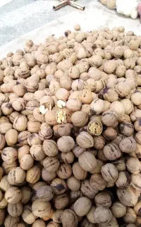 گردو تازه