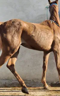 مرکز خرید . خرید . و فروش اسب