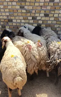 6راس گوسفند کمرپرگوشت خالص