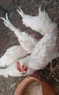 5عدد خروس
