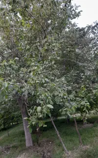 باغ گردو