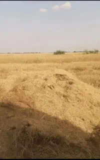 یک خرمن کاه درجه یک