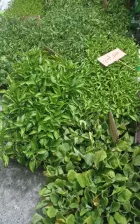 نشاء گوجه فلفل بامیه  توت فرنگی و ....