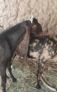 نری کاموری اصل دماغ طوطی زیر گلو دار