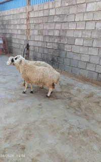 ۲راس  میش آبستن سنگین
