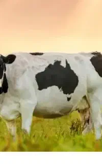 گاو گوساله