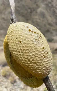 عسل وحشی صدرصد تضمینی طبیعی